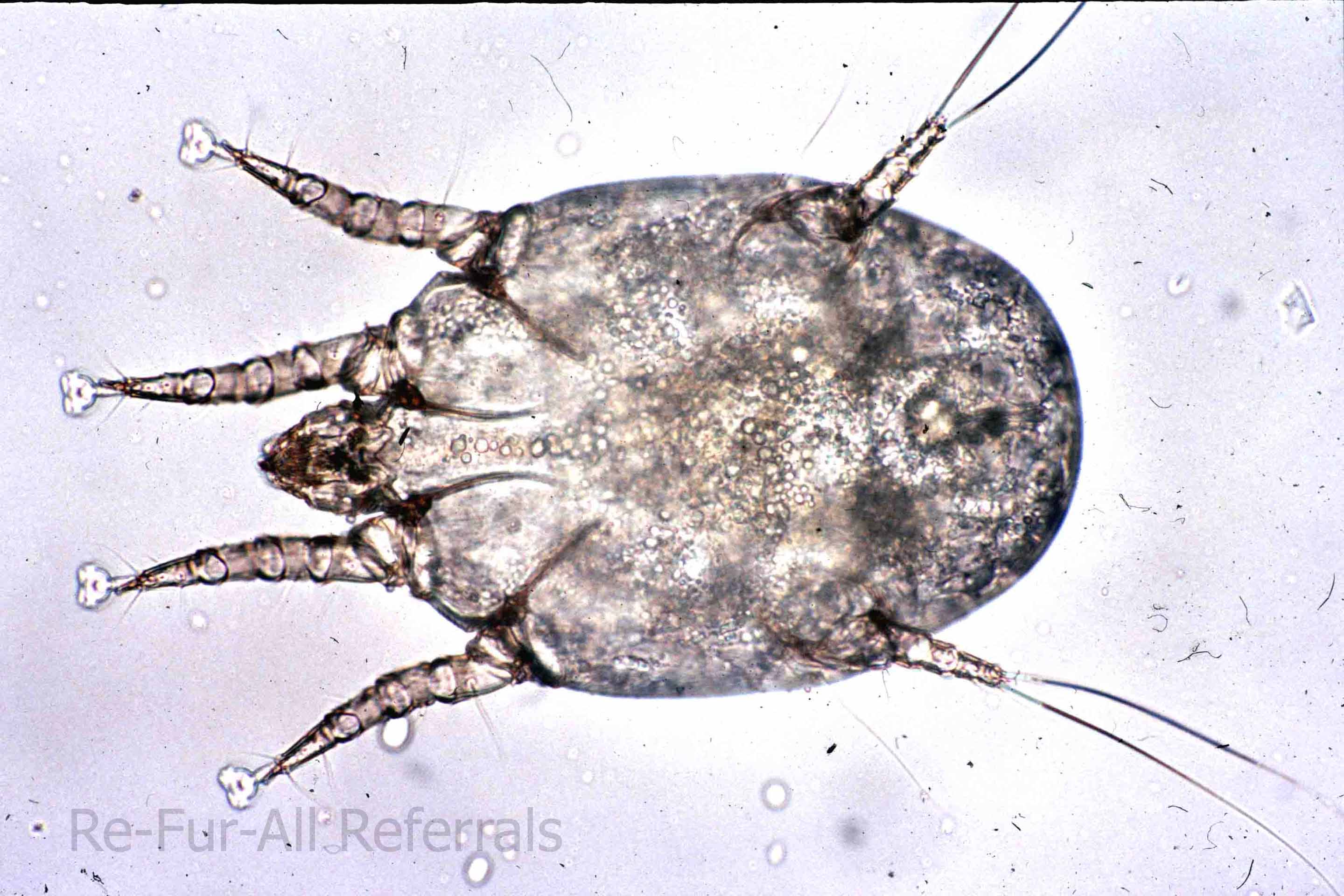 Otodectes larva